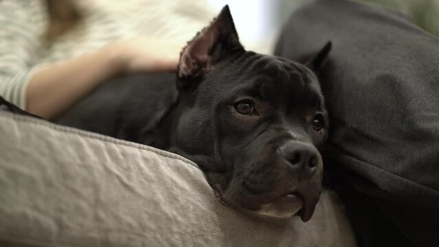 woman sits relaxing on the sofa and next to her lies a american bully dog that she is stroking