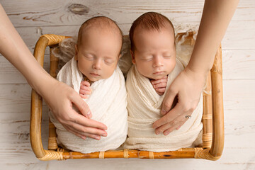 Tiny newborn twins boys in white cocoons in a wooden basket against a light wood background. A newborn twin boy sleeps next to his brother. Mother's hands, palms stroking the twins.  - obrazy, fototapety, plakaty