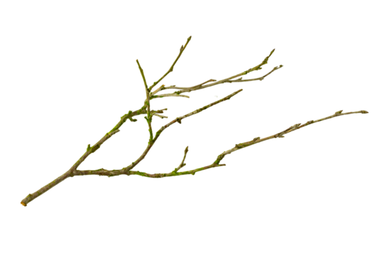 dry twig on white isolated background