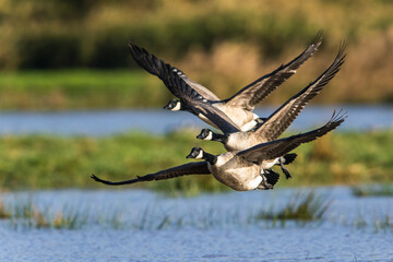 Canada Goose, Branta canadensis birds in flight over Marshes
