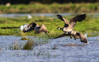 Canada Goose, Branta canadensis birds in flight over Marshes
