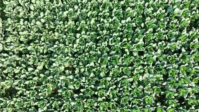 Aerial view of a green cabbage field. The cabbages look like green roses from above. Cabbage patch, vegetables. 4k