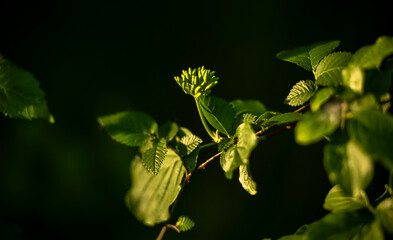 The sun's rays fall on green flowers that are surrounded by beautiful green leaves. Play of light,...