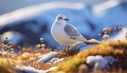 Snow Petrel Serenely Perched on Snowy Hilltop, Embracing the Winter Beauty