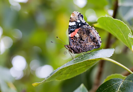 Red admiral butterfly on a green leaf