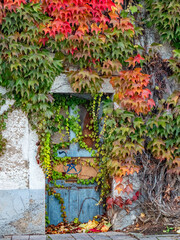 Herbstlich gefärbter Wilder Wein an der Fassade