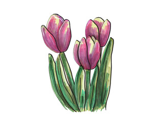 Three delicate spring pink tulips with green foliage.