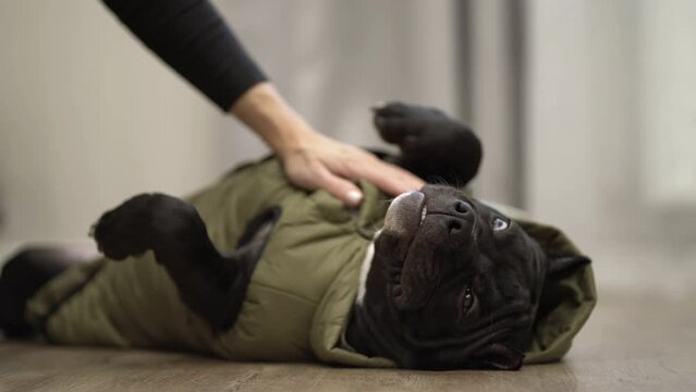 American bully lies on his back on the floor wearing a dog jacket. The owner pets a lying dog