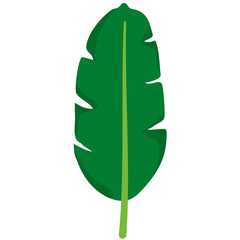 Vector of Banana Leaf Cartoon Illustration 