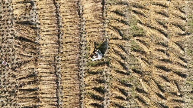 Paddy harvesting, rice field