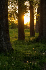 Sunset in the forest. The sun's rays pass between the trees and fall on the meadow, grass and flowers in the forest.
