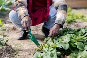 close up detail of hands of african american farmer in his vegetable garden with shovel spade