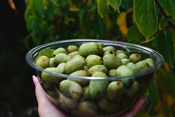 Kiwi Actinidia Arguta, Mini Kiwi Berries, freshly harvested ripe actinidia fruit  in a transparent bowl on the garden background.  Great source of Vitamins A and E, calcium, magnesium and iron.