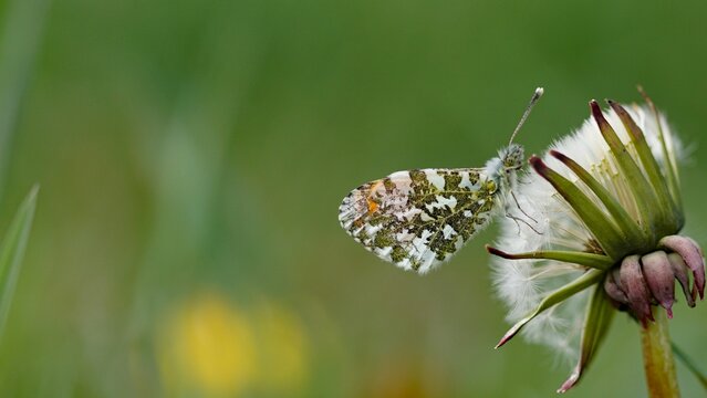 Close-up of an aurora (Anthocharis cardamines) butterfly resting on a dandelion