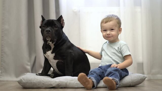 two-year-old boy sits on the floor and strokes his pet american bully