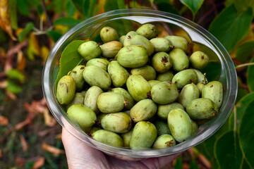 Kiwi Actinidia Arguta, Mini Kiwi Berries, freshly harvested ripe actinidia fruit  in a transparent bowl on the garden background.  Great source of Vitamins A and E, calcium, magnesium and iron.