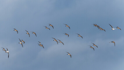 Black-tailed Godwit, Limosa limosa, birds in flight over Marshes at winter time