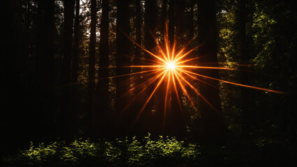 Overlay, flare light transition, effects sunlight, lens flare, light leaks. High-quality stock image of warm sun rays light effects, overlays or Forest Green flare isolated on black back