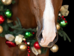 Obraz premium Christmas Horse