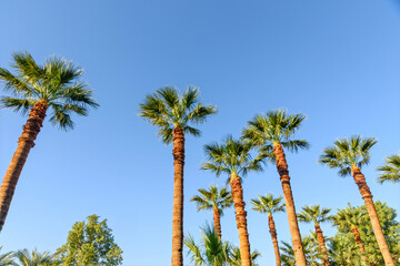 Palm trees in front of blue sky with space for text