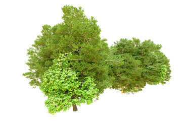 Green forest isolated on transparent background. 3d rendering - illustration