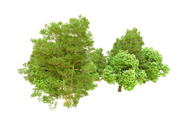Fototapeta premium Green forest isolated on transparent background. 3d rendering - illustration