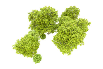 Obraz premium Green forest isolated on transparent background. 3d rendering - illustration