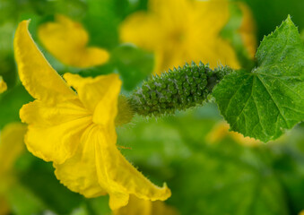 Growing and flowering young cucumbers on a branch in a greenhouse.