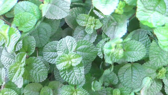 Animation of abstract liquid on Creeping charlie or pilea nummulariifolia leaves background. Colorful wallpaper with moving droplets.