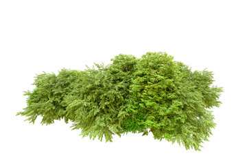 Green forest isolated on transparent background. 3d rendering - illustration