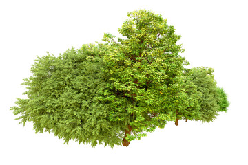 Green forest isolated on transparent background. 3d rendering - illustration