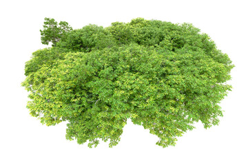 Fototapeta premium Green forest isolated on transparent background. 3d rendering - illustration