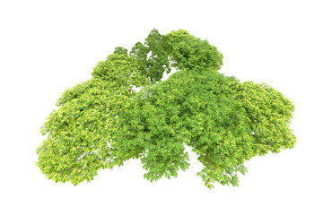 Green forest isolated on transparent background. 3d rendering - illustration