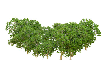 Obraz premium Green forest isolated on transparent background. 3d rendering - illustration