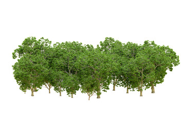 Green forest isolated on transparent background. 3d rendering - illustration - obrazy, fototapety, plakaty