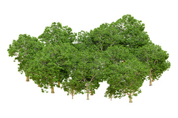 Obraz premium Green forest isolated on transparent background. 3d rendering - illustration