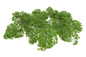 Obraz premium Green forest isolated on transparent background. 3d rendering - illustration