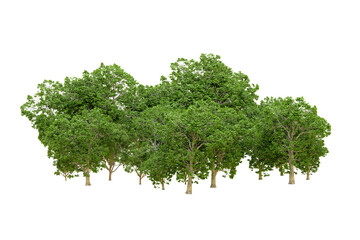 Obraz premium Green forest isolated on transparent background. 3d rendering - illustration