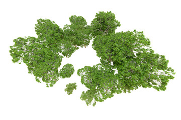 Obraz premium Green forest isolated on transparent background. 3d rendering - illustration