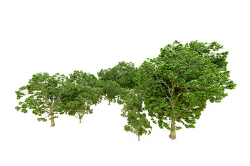 Fototapeta premium Green forest isolated on transparent background. 3d rendering - illustration