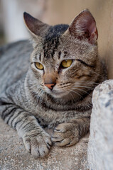 Mixed breed domestic cat portrait. Cat with brindle coat.