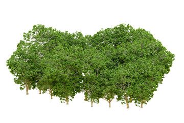 Fototapeta premium Green forest isolated on transparent background. 3d rendering - illustration