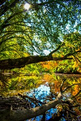 View of colorful trees during the autumn.