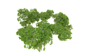 Obraz premium Green forest isolated on transparent background. 3d rendering - illustration