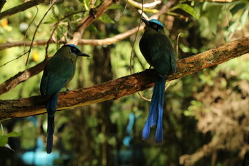 Momotus momota, barranquero