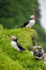 atlantic puffin or common puffin