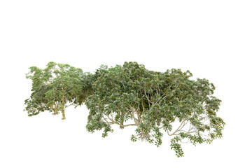 Obraz premium Green forest isolated on transparent background. 3d rendering - illustration