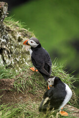 atlantic puffin bird