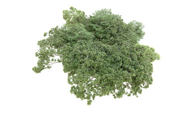 Obraz premium Green forest isolated on transparent background. 3d rendering - illustration