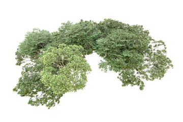 Obraz premium Green forest isolated on transparent background. 3d rendering - illustration